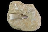 Fossil Plesiosaur (Zarafasaura) Tooth In Rock - Morocco #95099-1